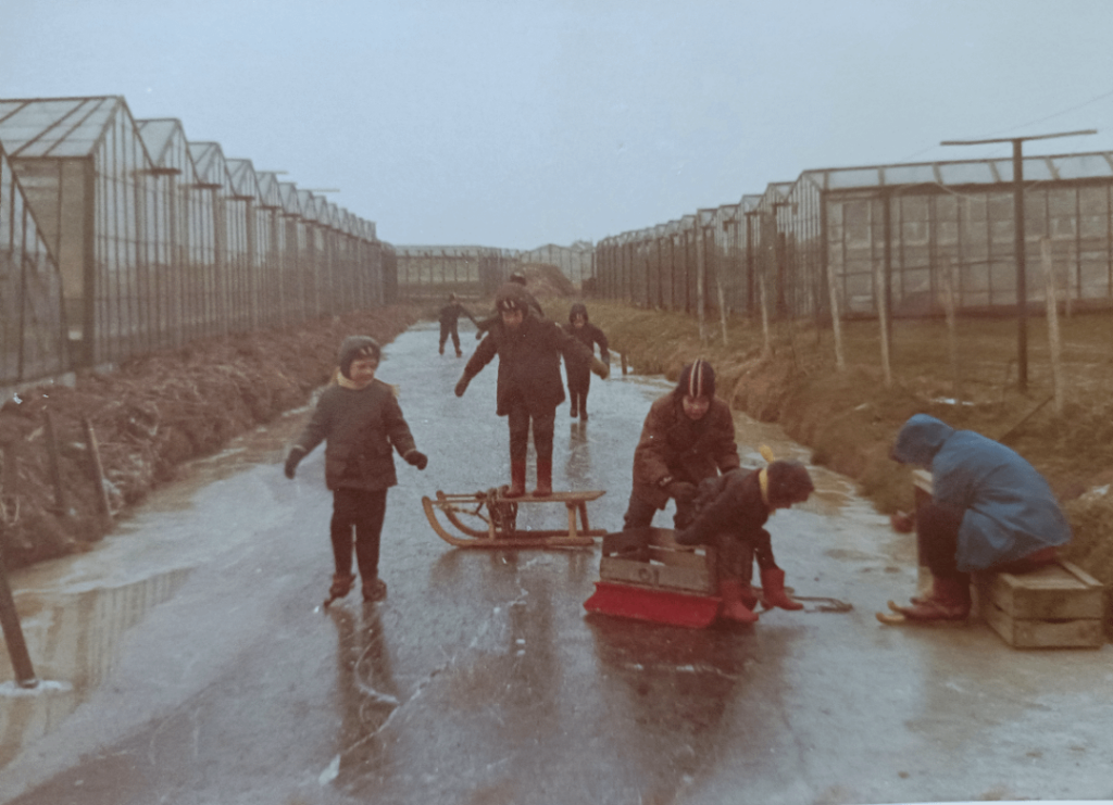 Mein Vater läuft mit der Familie zwischen den Gewächshäusern Schlittschuh.  Südholland, Mitte der 1960er Jahre.