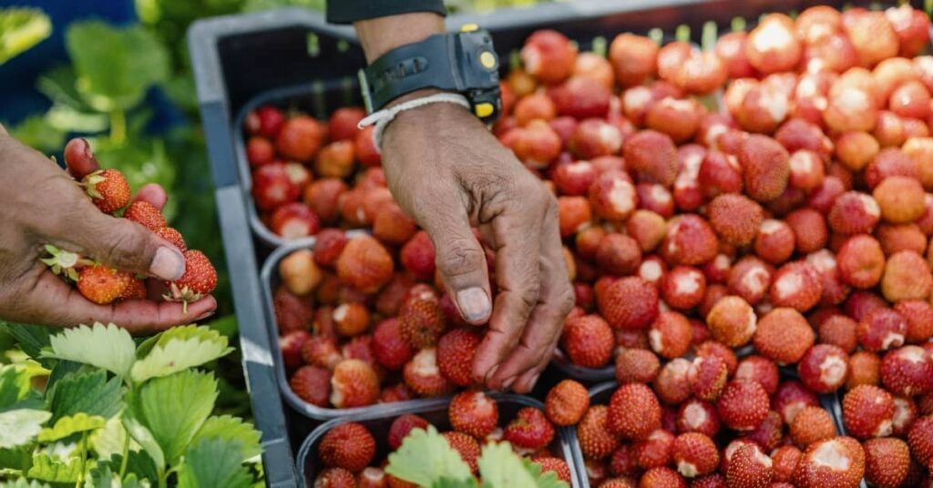 Firmen sagen, dass die Beeren im Busch bleiben werden, da Finnland die thailändischen Visa zum Beerenpflücken aussetzt