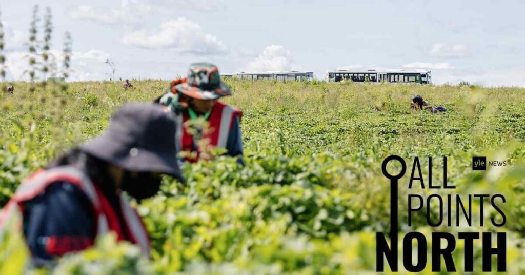 Keine Beeren mehr