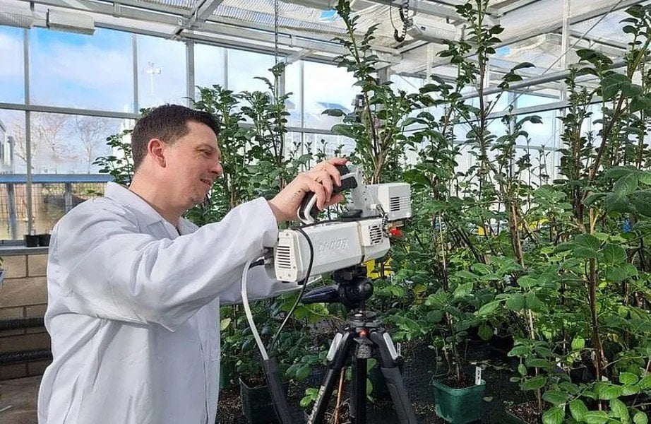 Züchtung der Super-Knolle: Wie Wissenschaftler daran arbeiten, klimaresistente Kartoffeln herzustellen