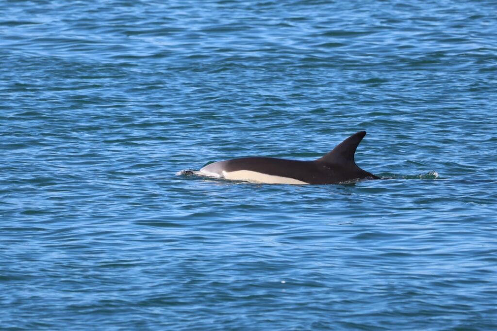 Gemeiner Delfin (Delphinus delphis) in Santoña, Kantabrien