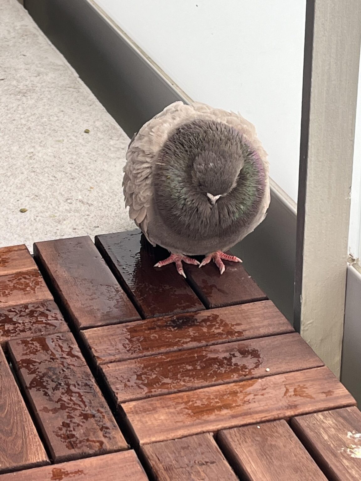 Taube auf meinem Balkon – sieht krank oder verletzt aus? Taube auf meinem Balkon – sieht krank oder verletzt aus?