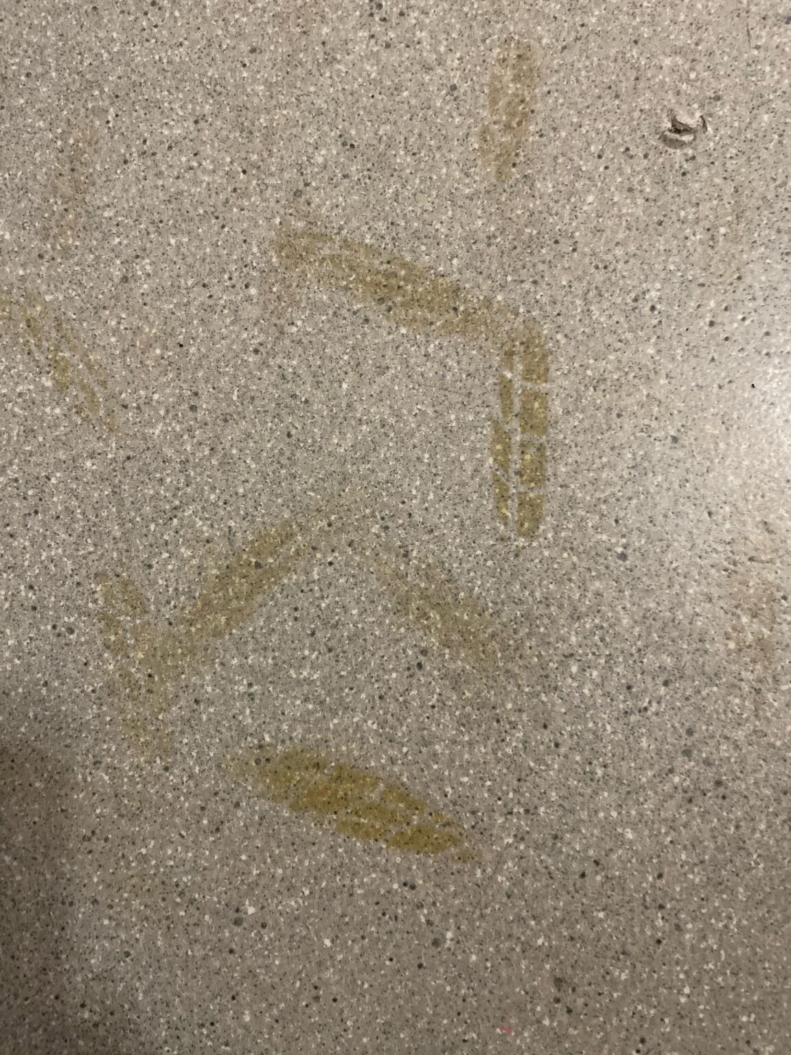 Irgendwelche Tipps, um diese harten Flecken auf meinem Boden zu entfernen? Irgendwelche Tipps, um diese harten Flecken auf meinem Boden zu entfernen?