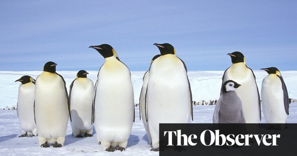 „Einfach umwerfend“: Weltrekord-Temperatursprung in der Antarktis weckt Angst vor Katastrophe | Klimakrise „Einfach umwerfend“: Weltrekord-Temperatursprung in der Antarktis weckt Angst vor Katastrophe | Klimakrise