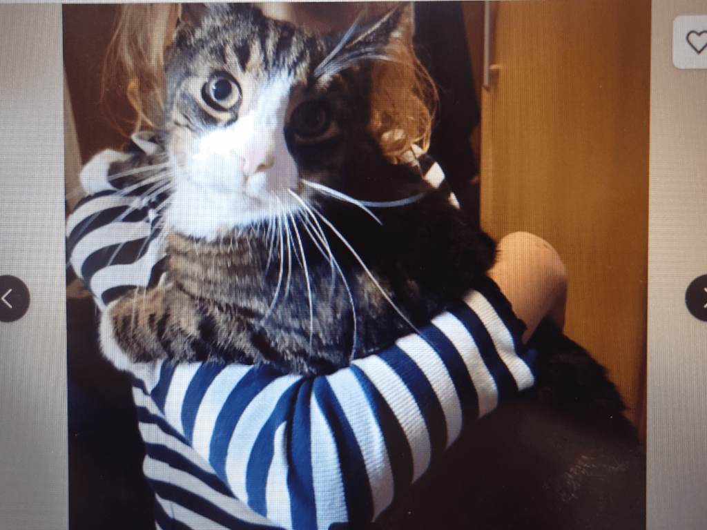 Ältere Katzen im Stich lassen, weil sie ins Ausland ziehen? Ältere Katzen im Stich lassen, weil sie ins Ausland ziehen?