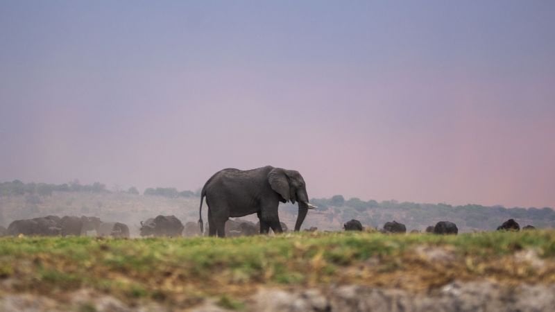Botswana droht im Streit um Trophäenjagd mit der Entsendung von 20.000 Elefanten nach Deutschland |  CNN