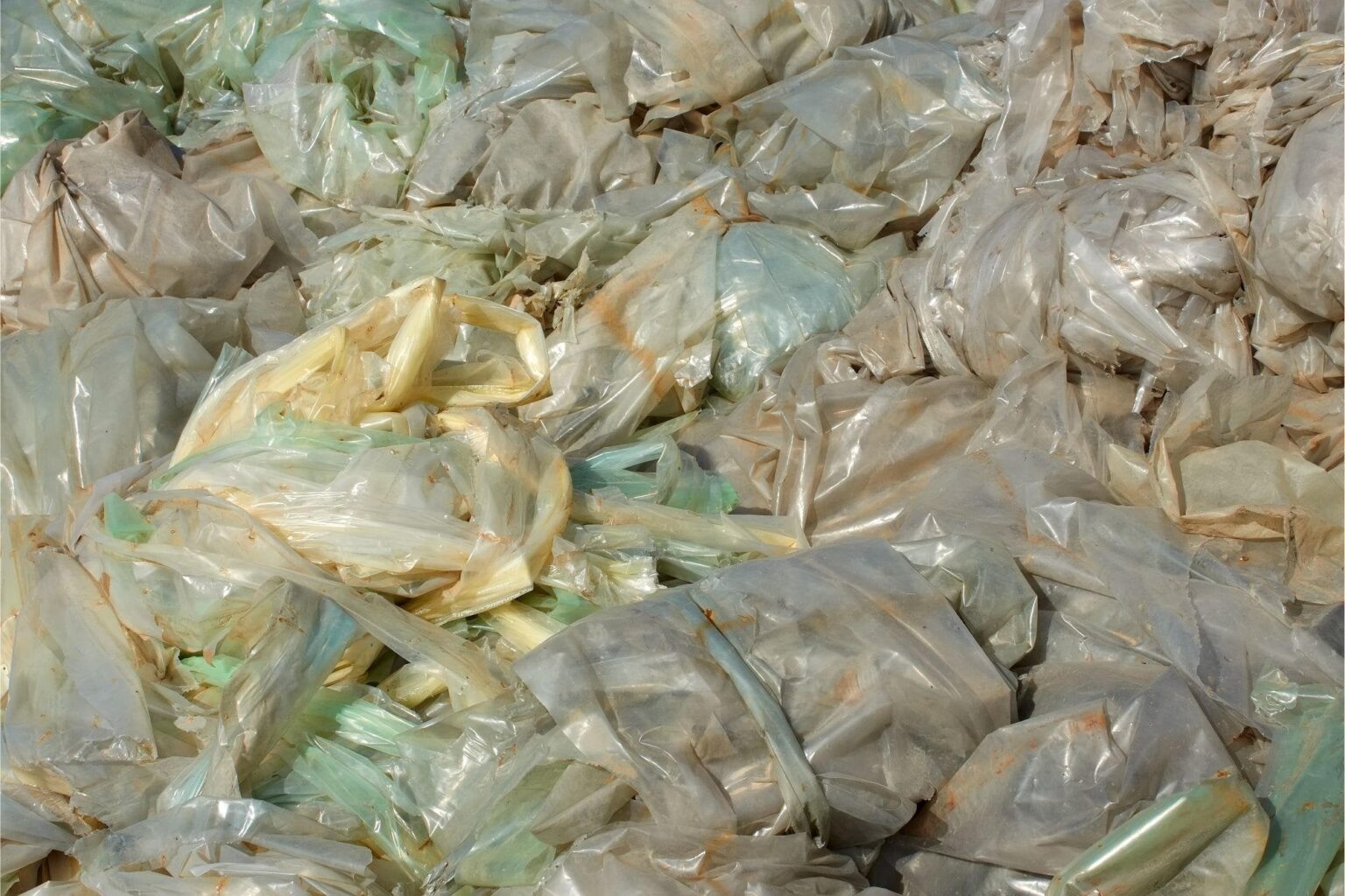 Neue gentechnisch veränderte Bakterien können Plastikmüll fressen und so die Umwelt schonen Neue gentechnisch veränderte Bakterien können Plastikmüll fressen und so die Umwelt schonen
