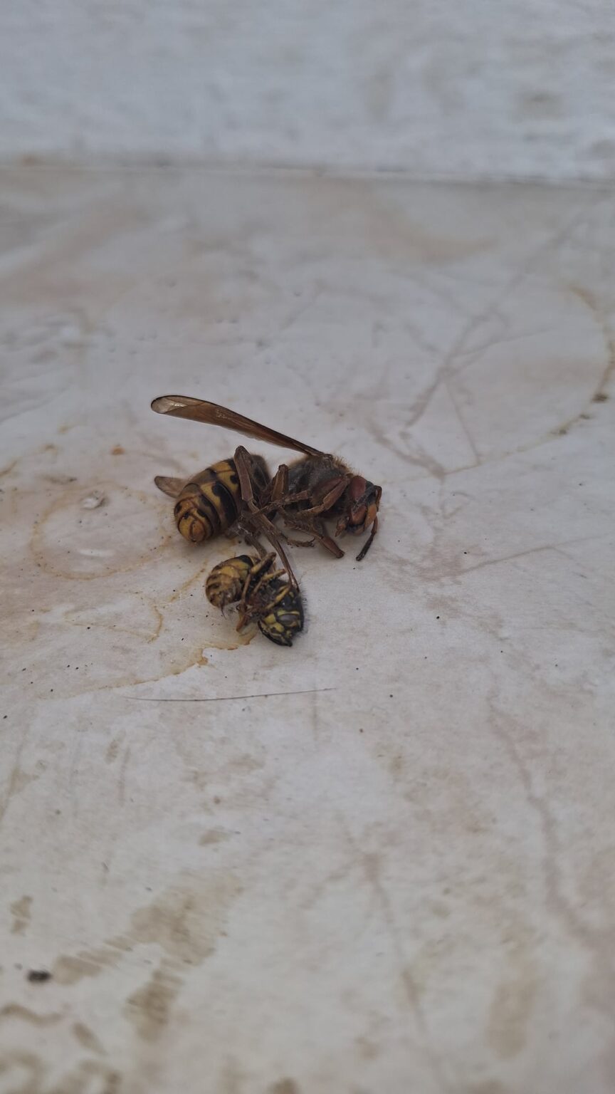 Was zur Hölle ist das! Was zur Hölle ist das!