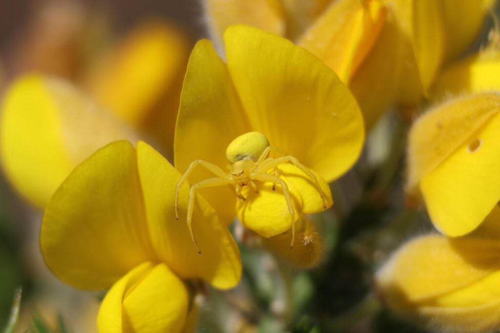 Die Blumenkrabbenspinne (Misumena vatia) und ihre unglaubliche Tarnung in A Coruña, Galizien