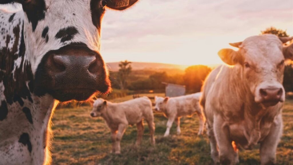 Agteria Biotech hat einen Weg gefunden, die Methanemissionen von Kühen zu reduzieren