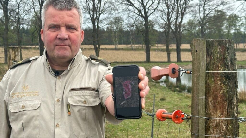 Wolfskugel droht nach Wolfsangriff hinter dem Hoge Veluwe-Gitter