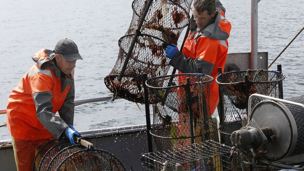 Neue Forschungen zum Massensterben des Oosterschelde-Hummers, möglicherweise aufgrund von Stahlschnecken