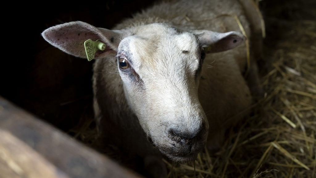 Forschung: Blauzungenkrankheit wird teilweise durch Tiertransporte verbreitet