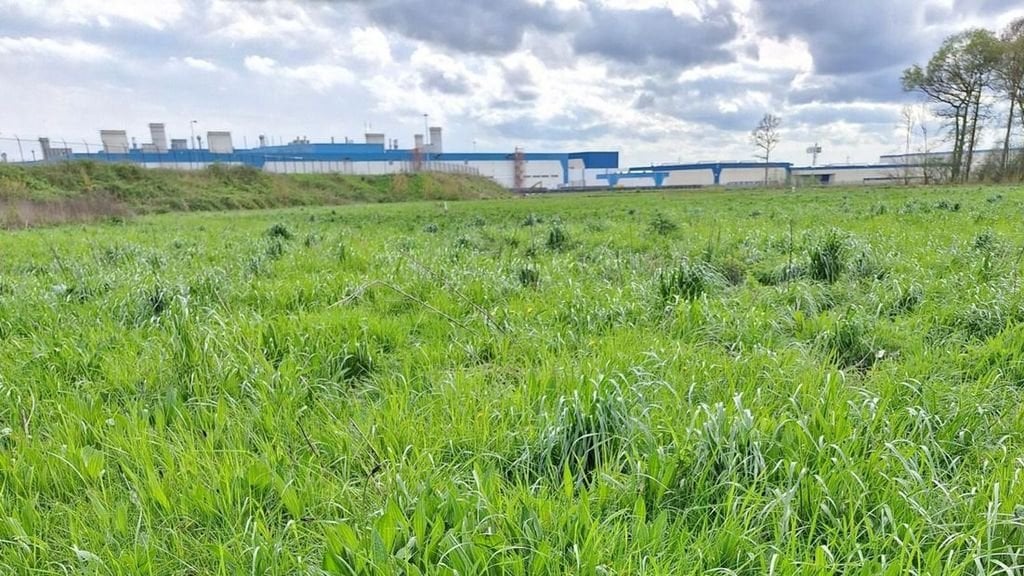 VDL entfernt Sterrebos-Bäume, Aktivisten halten das für „eine Falle“