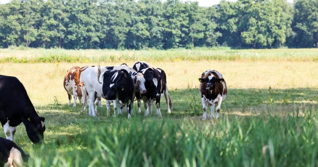 Urteil: Das Stehenlassen von Rindern auf einer heißen Weide ohne Schatten kann sogar Tierquälerei darstellen Urteil: Das Stehenlassen von Rindern auf einer heißen Weide ohne Schatten kann sogar Tierquälerei darstellen