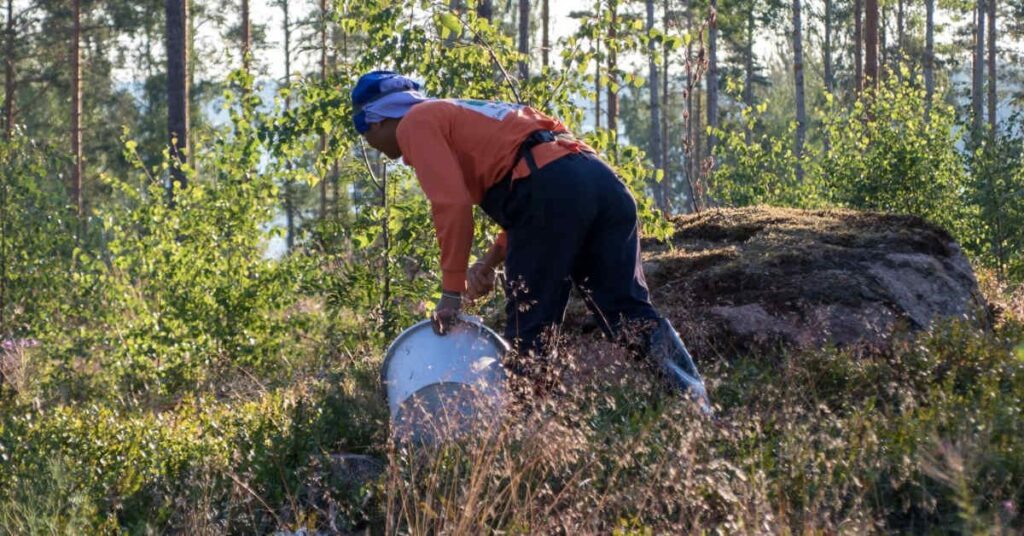 Ermittlungen zum Beerenpflücken werden ausgeweitet: Verdacht auf Menschenhandel und Korruption in Finnland und Thailand |  Yle-Neuigkeiten