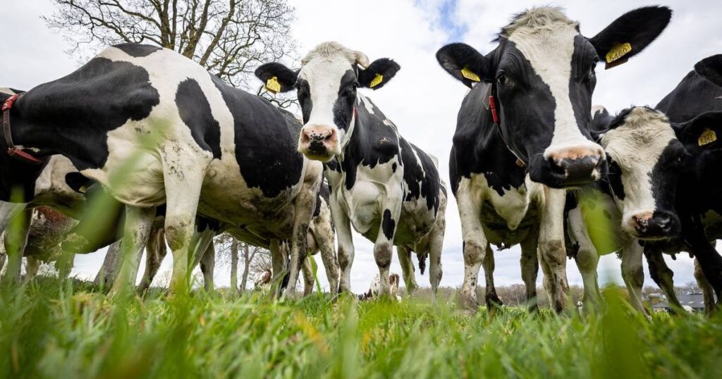 Milchbauern können den Mist nicht loswerden: „Der Spaß an der Landwirtschaft ist für viele verloren gegangen“
