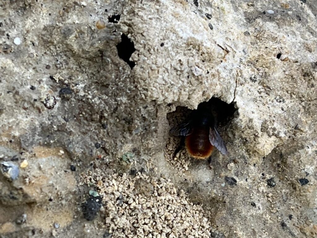 Was ist das für eine Biene?