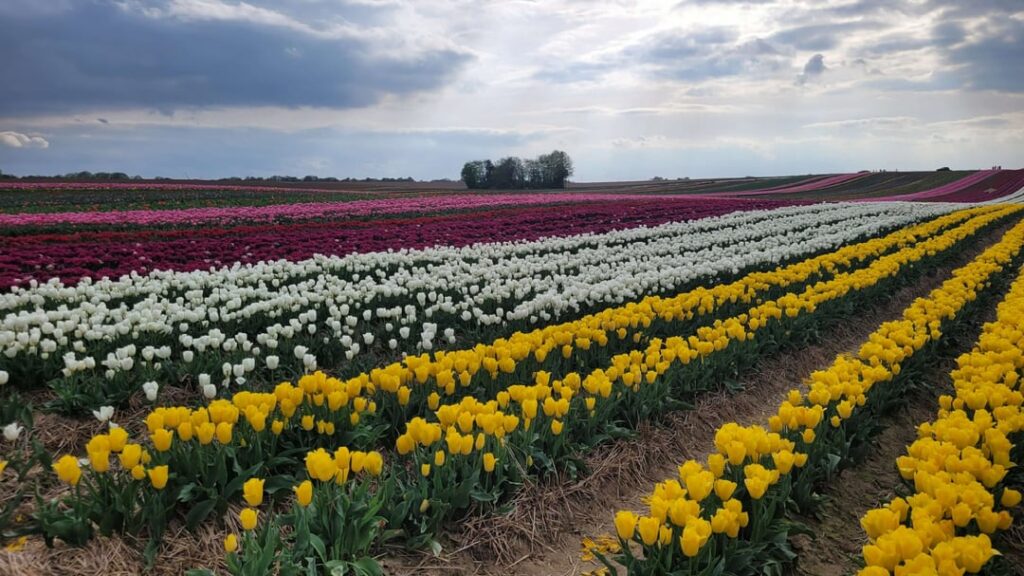 Ging zum Tulpenfeld in der Nähe von Düsseldorf