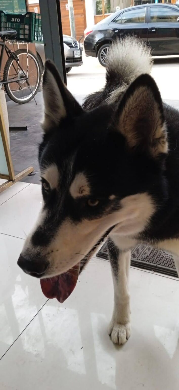 Thor