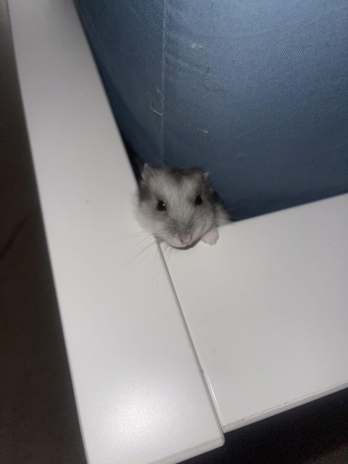 Helfen Sie mir, meinen Hamster wieder unterzubringen