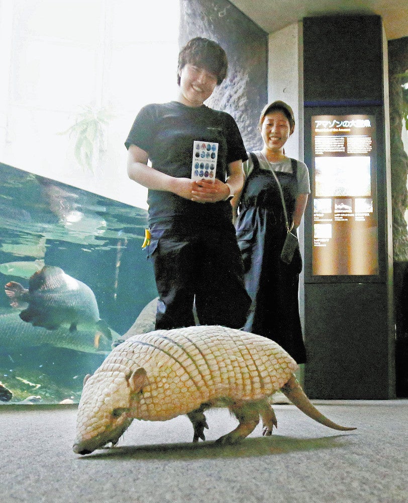 Gürteltier „Yashiko“ läuft durch die Anlage (bei „Umitamago“ in der Stadt Oita) (Foto von Katsumi Tanaka)