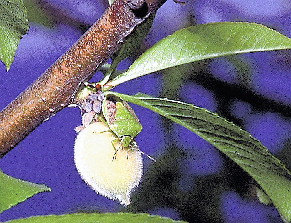 Deutsche Grüne Stinkwanze verursacht Schäden an Obstbäumen (bereitgestellt vom Ehime Prefectural Pest Control Center)