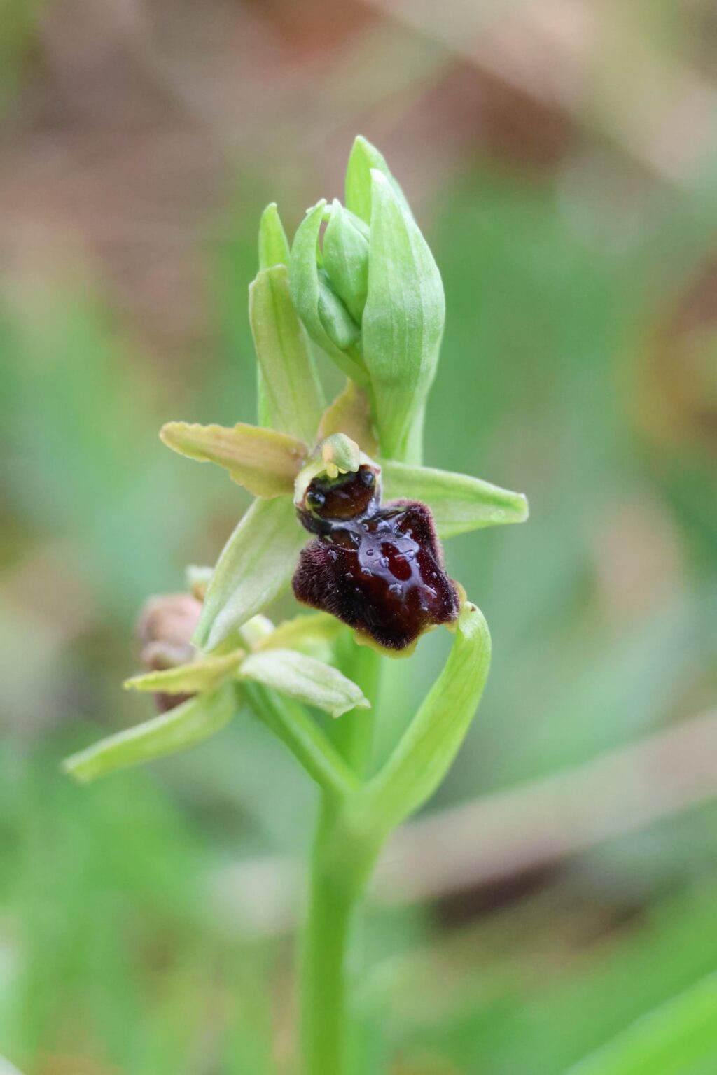 Spinnenorchidee (Ophrys sphegodes) in Kantabrien, Spanien