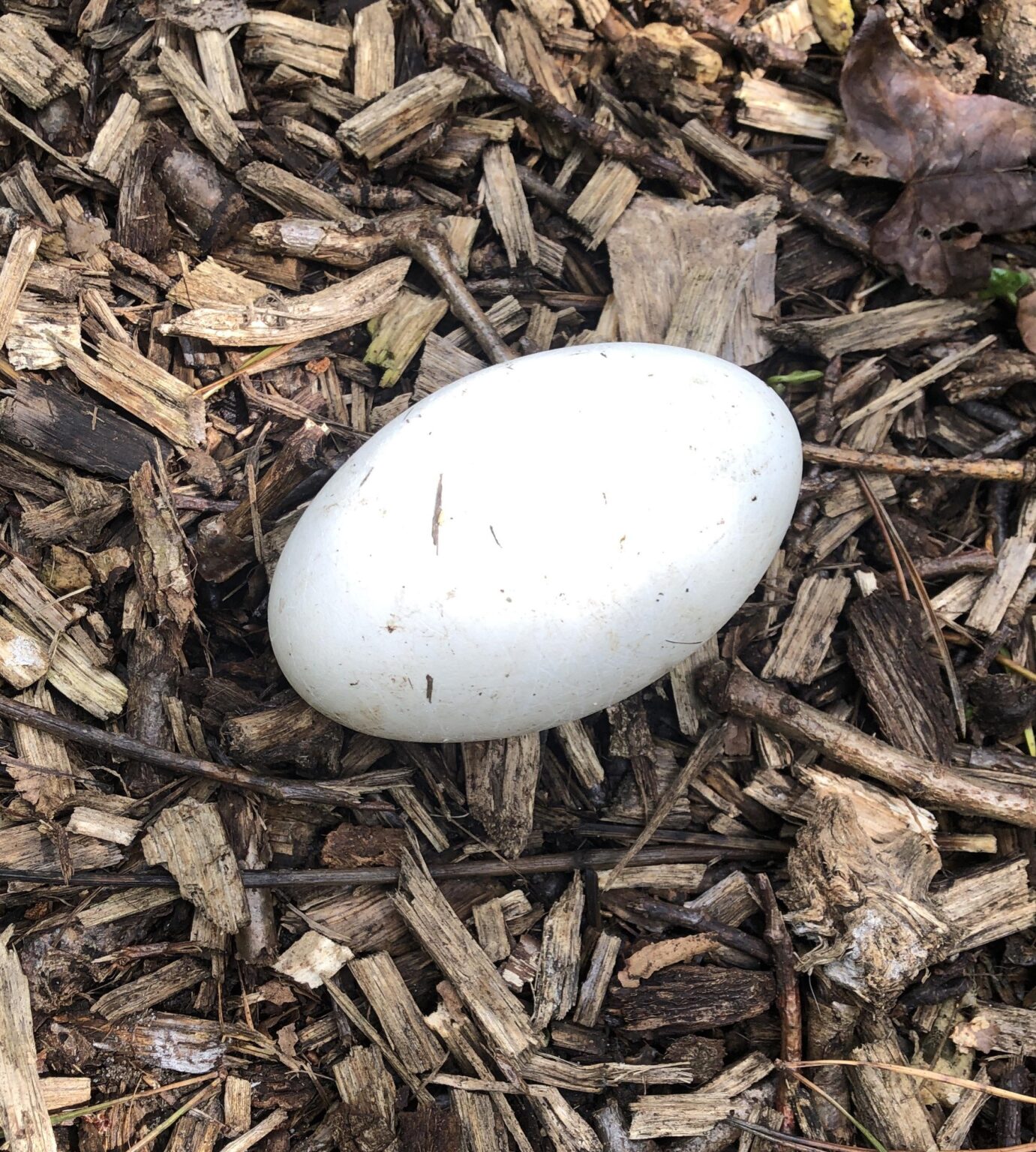 Zu welchem Vogel gehört dieses Ei? Zu welchem Vogel gehört dieses Ei?