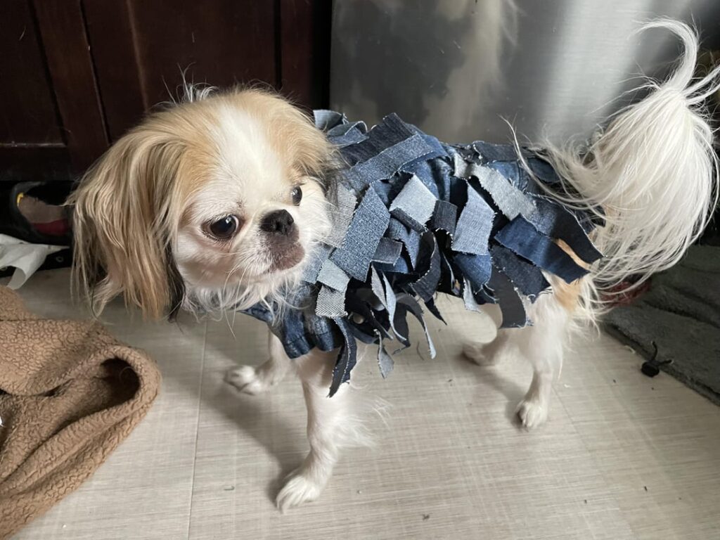Um den Eurovision Song Contest zu feiern, habe ich meinem Hund dieses tolle Jeans-Outfit gemacht – No Rules!