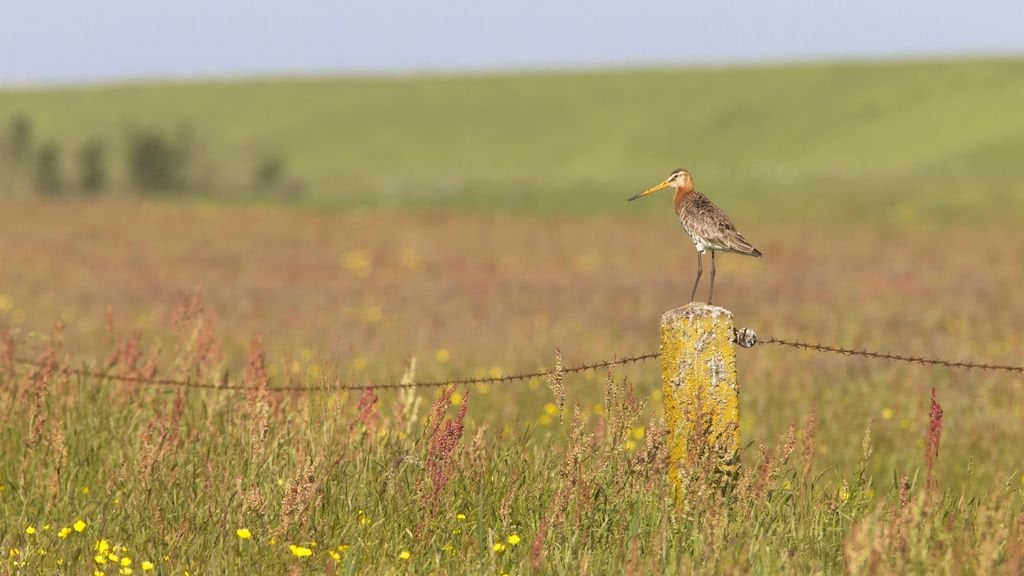 Neues Dashboard zeigt, dass Biodiversitätsziele nicht in Reichweite sind