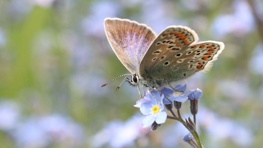 Die Niederlande befürworten den Verlust der biologischen Vielfalt: „Die Natur befindet sich in einer dramatischen Situation“