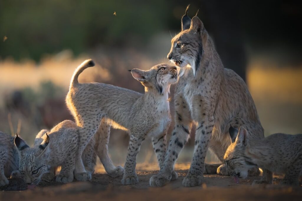 Der Iberische Luchs verdoppelt seinen Bestand in nur drei Jahren und erreicht 2.000 Individuen Der Iberische Luchs verdoppelt seinen Bestand in nur drei Jahren und erreicht 2.000 Individuen