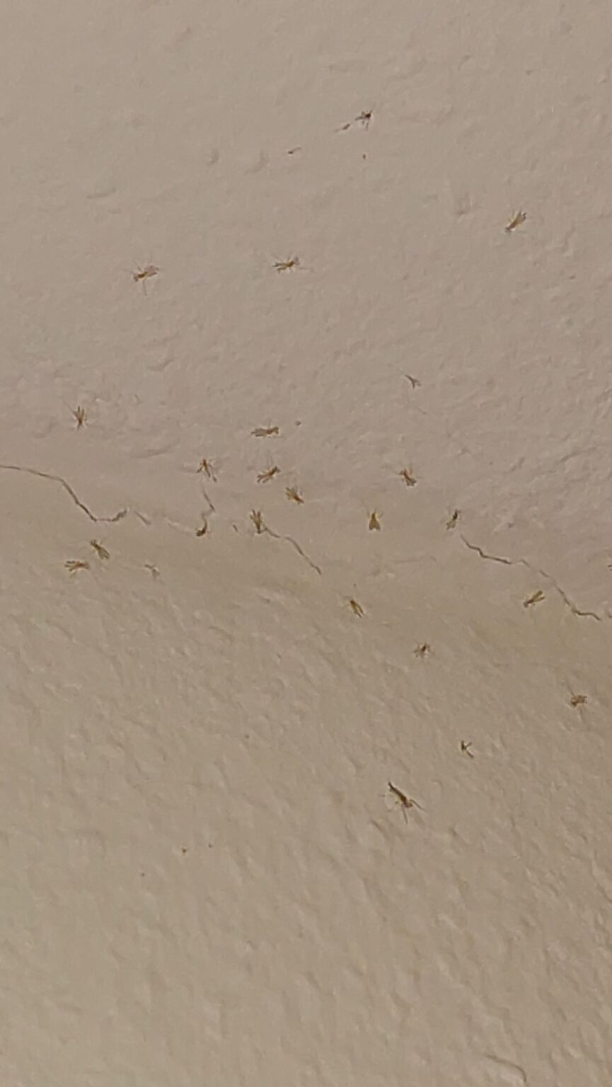Hilfe zu Fliegen Hilfe zu Fliegen