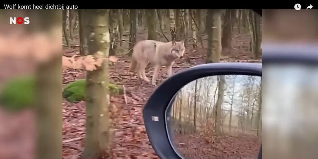 Der Wolf und der Voldemort-Effekt