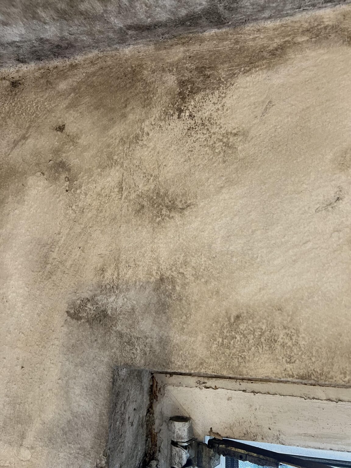 So werden Sie Schimmel von einer weiß tapezierten Wand entfernen So werden Sie Schimmel von einer weiß tapezierten Wand entfernen
