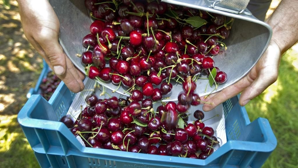 Kirschbauern dürfen Pestizide länger einsetzen