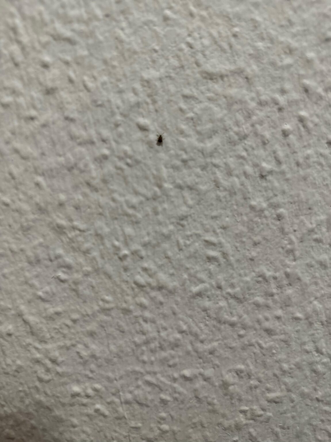 Brauche Hilfe bei Bugs Brauche Hilfe bei Bugs