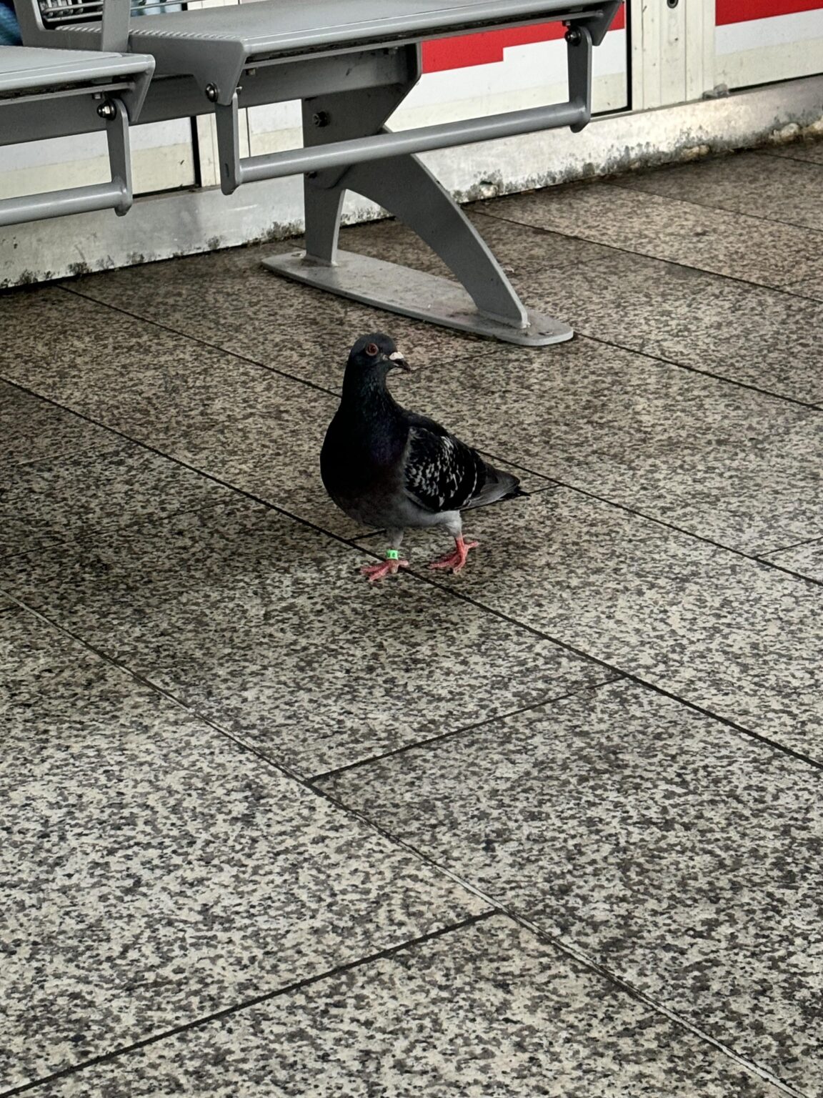 Kleine Markierungen an den Beinen von Tauben