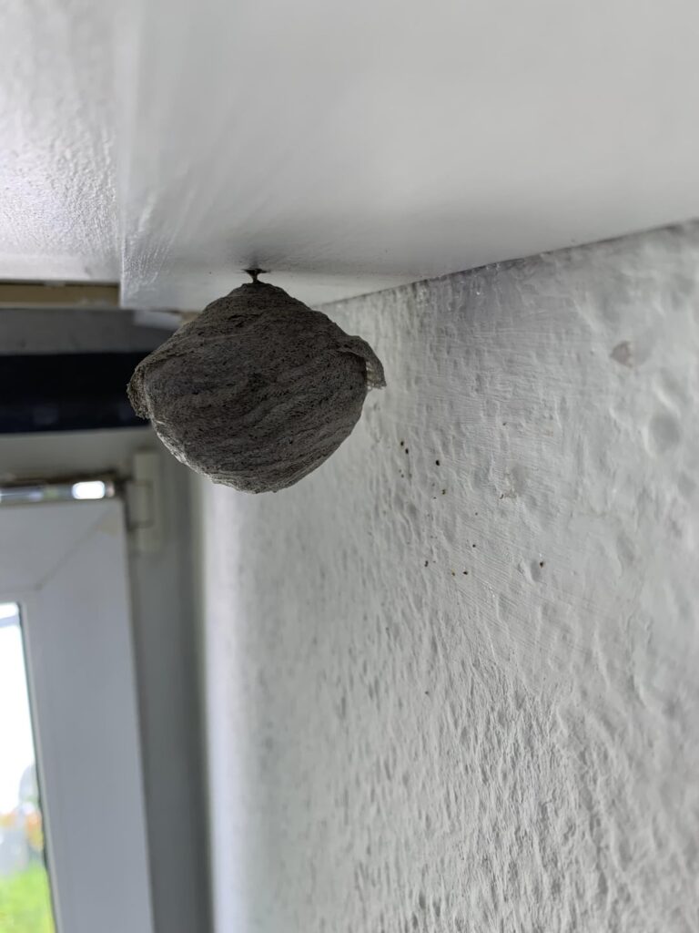Das habe ich auf dem Dach hängend gefunden. Könnte mir bitte jemand sagen, was das ist? Das habe ich auf dem Dach hängend gefunden. Könnte mir bitte jemand sagen, was das ist?