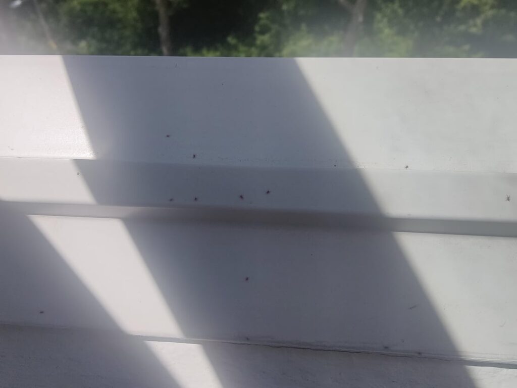 Kleine rote Tiere