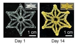 Durch die Verbindung von synthetischer Biologie und 3D-Druck entstehen programmierbare lebende Materialien – Wissenschaftler nutzen Zellen, um neue Arten von Materialien herzustellen, die wachsen, sich selbst reparieren und sogar auf ihre Umgebung reagieren können.