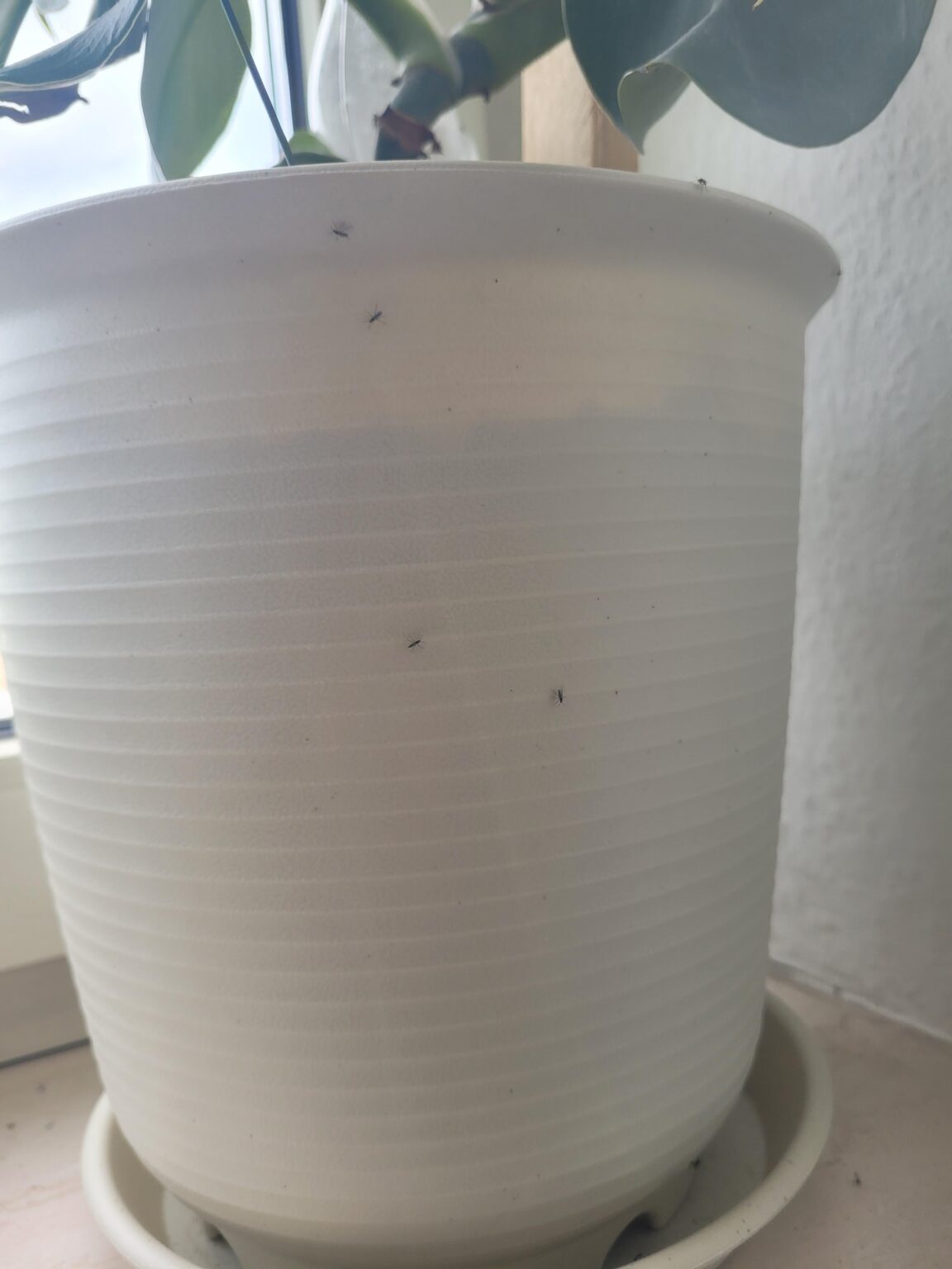 So werden Sie Fruchtfliegen los