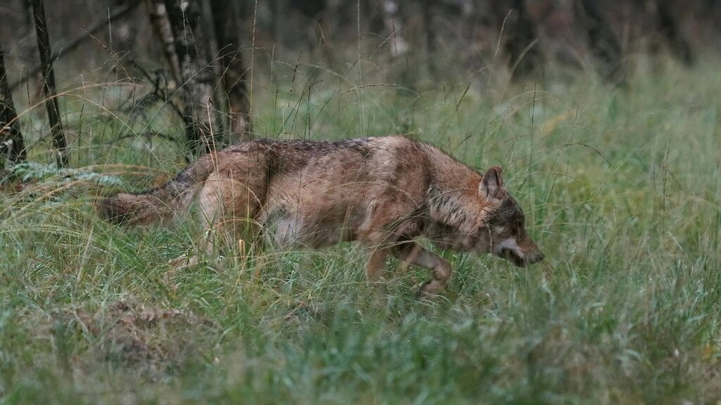Auch außerhalb der Veluwe werden weitere Wolfsrudel erwartet