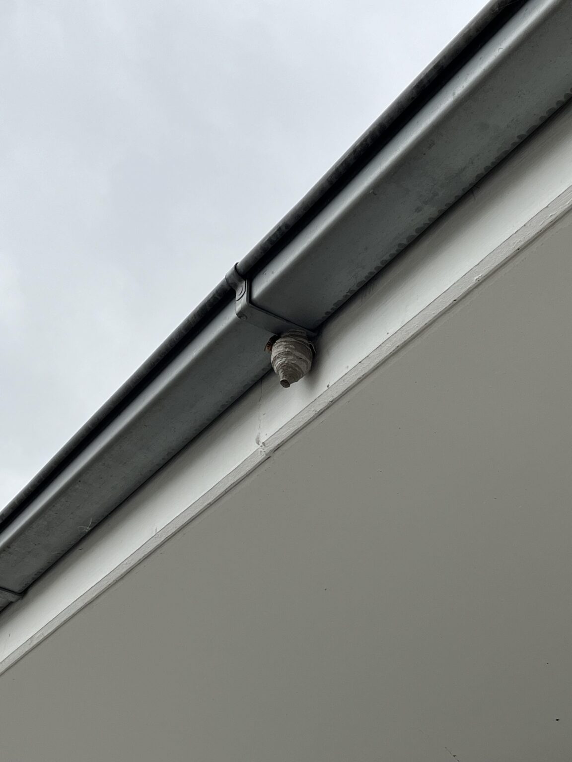 Wie gehe ich mit einem neuen Wespennest um? Wie gehe ich mit einem neuen Wespennest um?