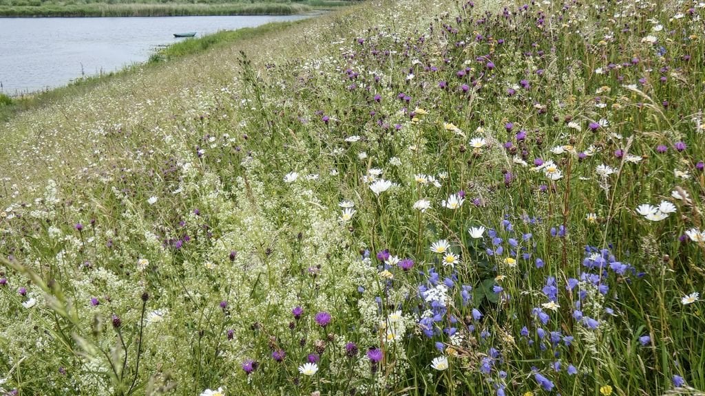 17.000 Kilometer Blumendeiche: eine riesige Chance für die Artenvielfalt