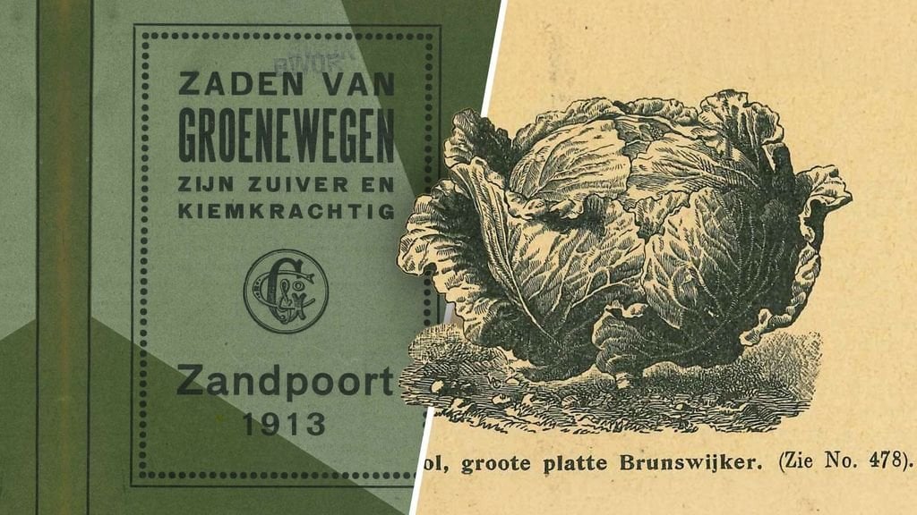 Gesucht: lange Hohlkrone, Delfter Grünschenkel und dicker Leidener Winter für Samenbank