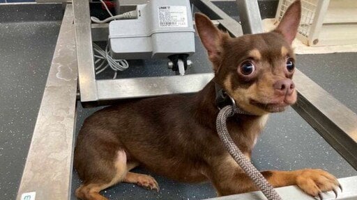 Mehr vernachlässigte Katzen und Hunde, vor allem aufgrund der hohen Tierarztkosten