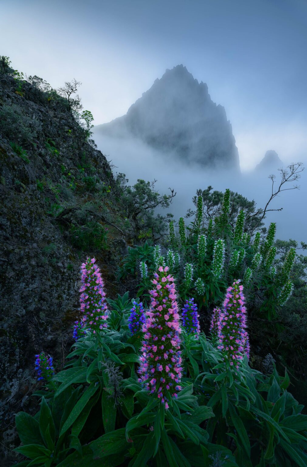 Tajinaste Azul (und rosa) auf Gran Canaria [OC]