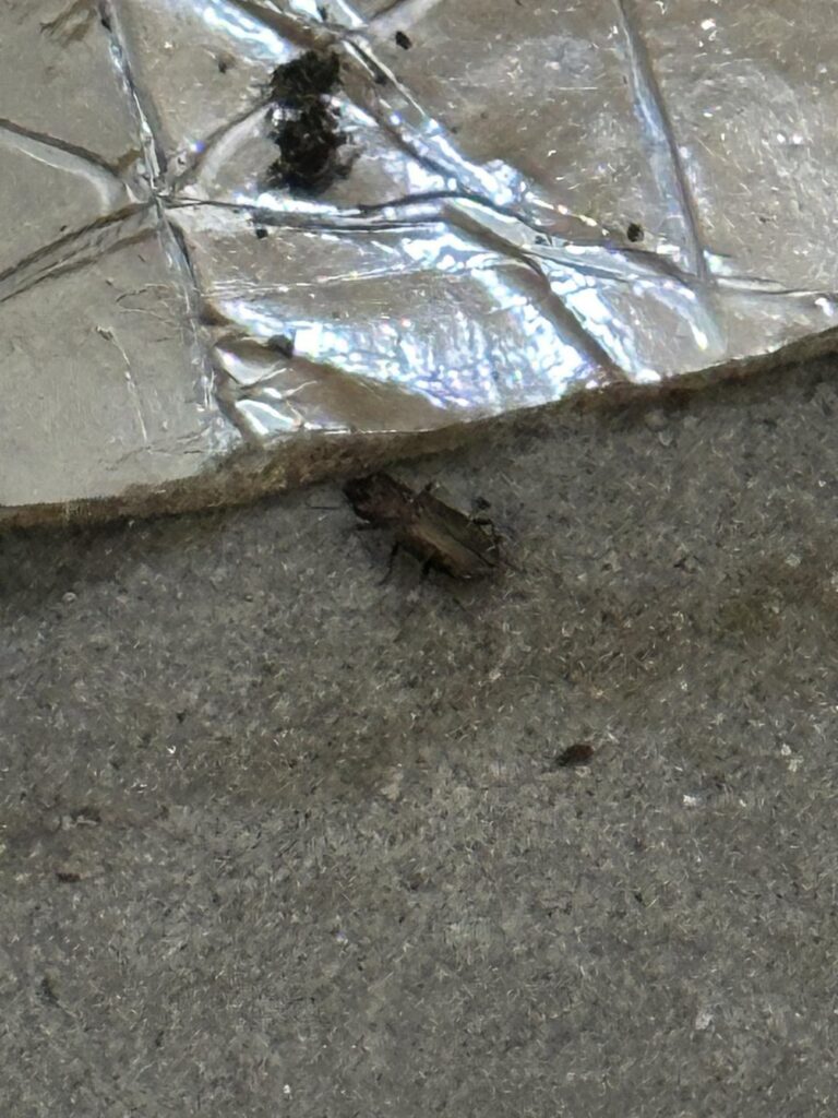 Was sind das für Käfer und was tun?